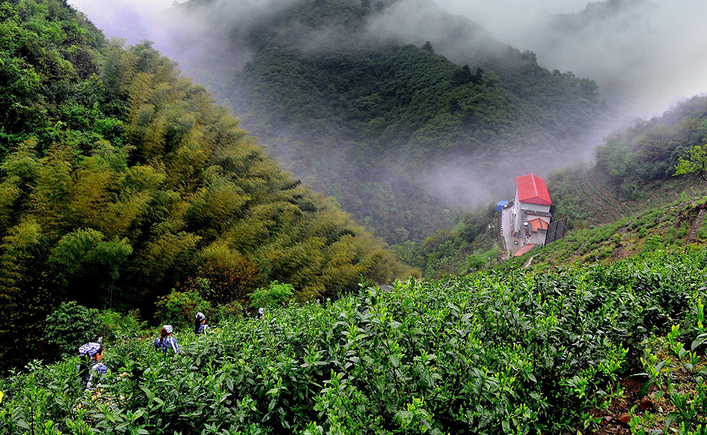 三大自主產(chǎn)權(quán)猴魁茶葉基地