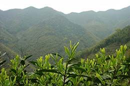 太平猴魁為何沒有明前茶或雨前茶.jpg