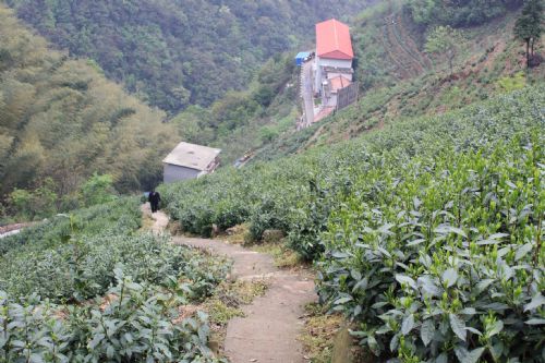 六百里猴村（猴坑范圍）茶園基地.jpg