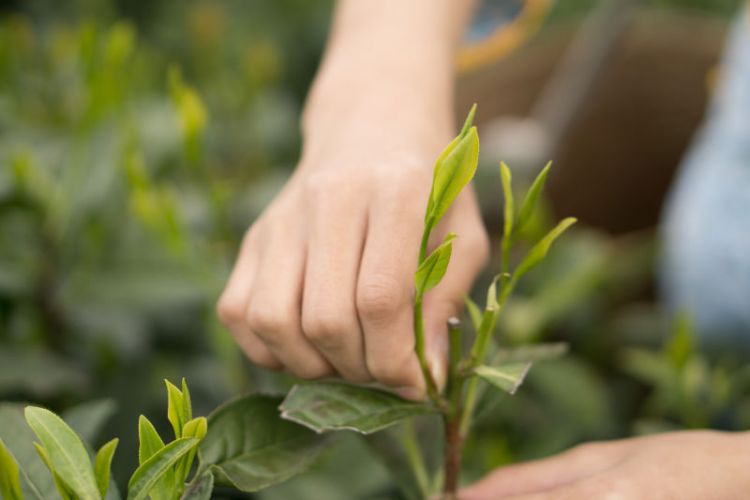 太平猴魁是最大、最好、最珍貴的茶.jpg