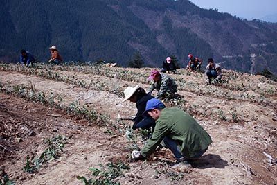 六百里猴魁茶業茶種改良.jpg